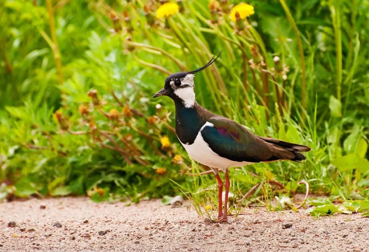 Чибис Vanellus Vanellus. Чибис Луговой. Чибис пигалица. Чибис пигалица птица.