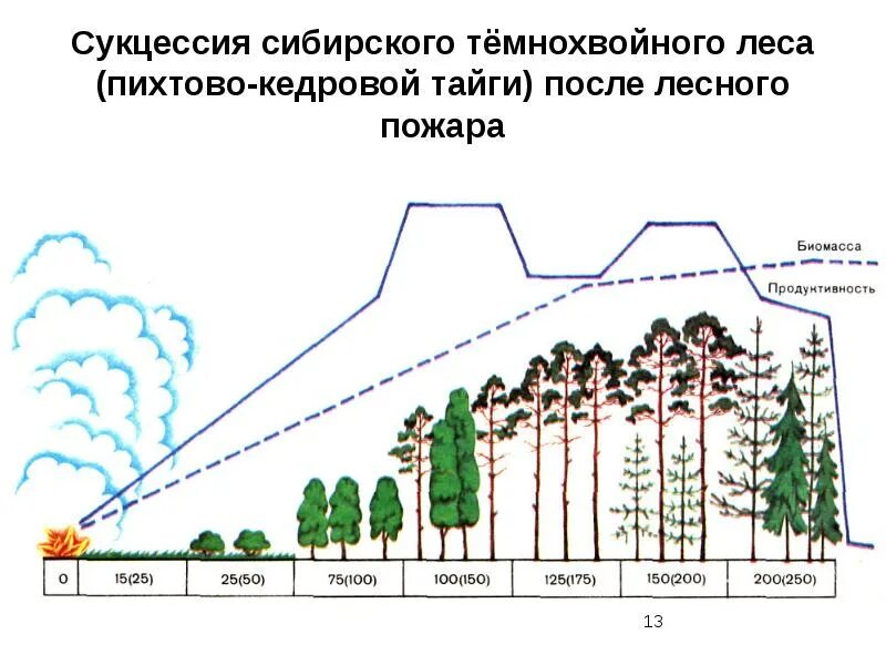 Восстановление елового леса после пожара. Вырубка леса сукцессия. Динамика экосистем сукцессия. Сукцессия Сибирского темнохвойного леса. Первичная сукцессия в тайге.
