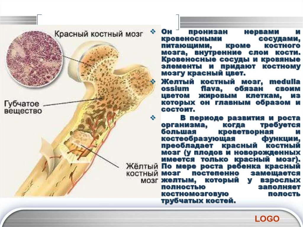 Кости можно есть. Желтый костный мозг строение. Губчатые кости красный и костный мозг. Красный костный мозг и желтый костный мозг. Трубчатая кость желтый костный мозг.