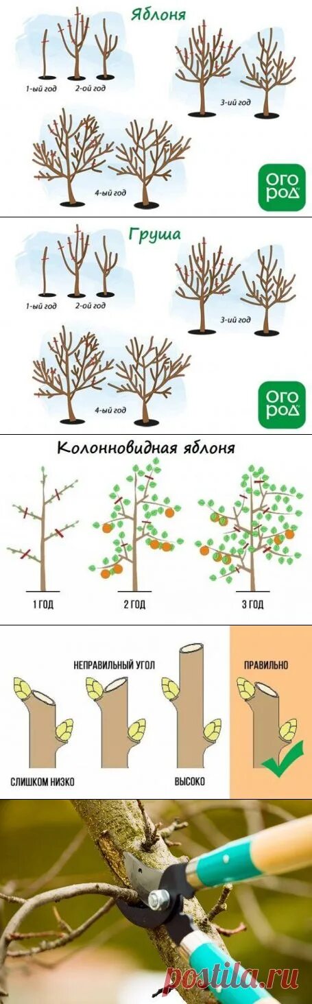 Обрезка плодовых деревьев. Обрезка плодовых деревьев весной. Обрезка плодовых деревьев весной для начинающих. Обрезка сосны весной.