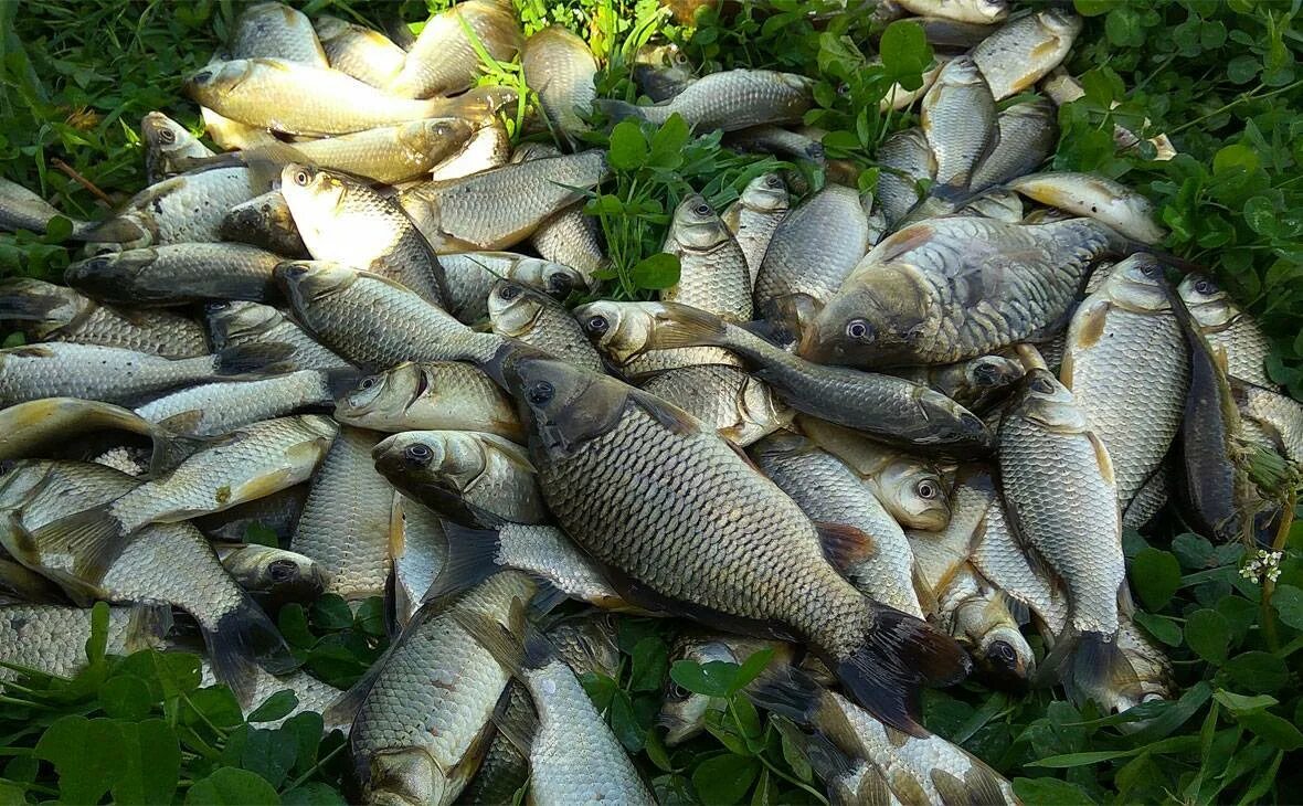 Река белая Башкирия рыбалка. Рыба в реке белая Башкирия. Много рыбы. Рыбы в озёрах Башкирии. Озеро большое какая рыба