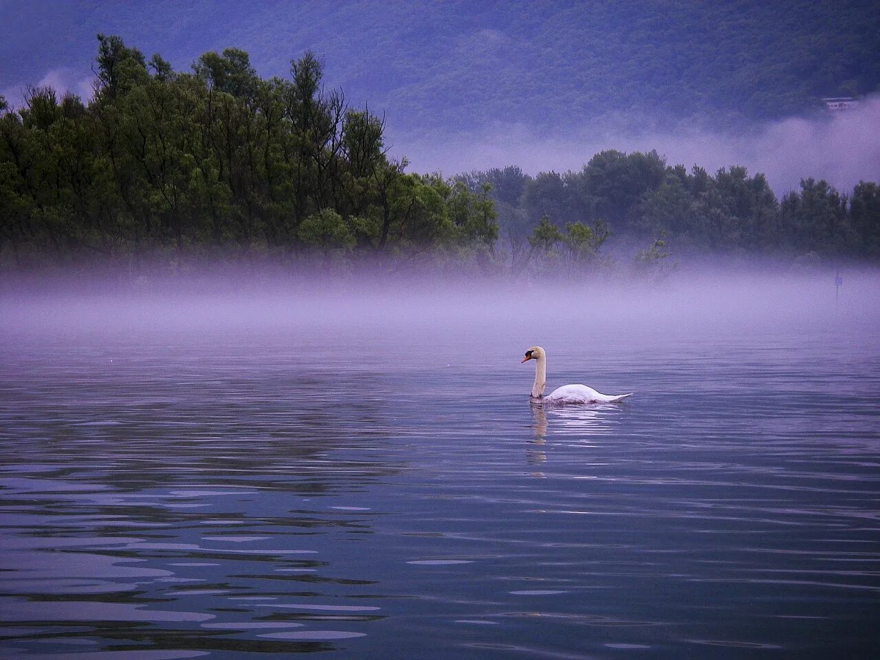 Вдали озера. Лебеди на озере. Лебедь вдали. Лебеди на озере в тумане. Лебеди над озером.