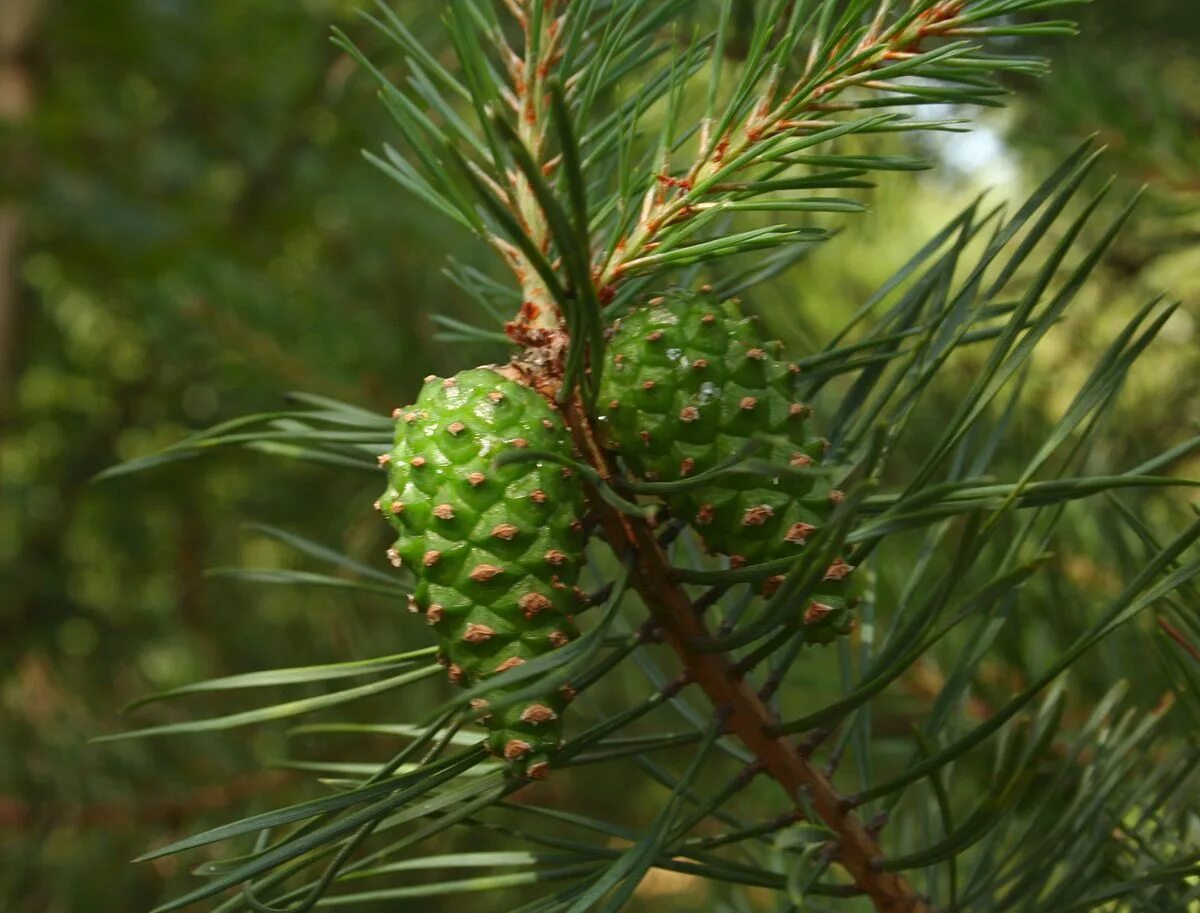 Голосемянная сорта. Сосна обыкновенная Пинус. Сосна обыкновенная Pinus Sylvestris. Pinus Sylvestris шишки. Голосеменные сосна обыкновенная.