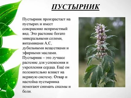 Пустырник ребенку 2