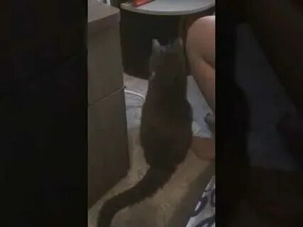 Перепутал кота