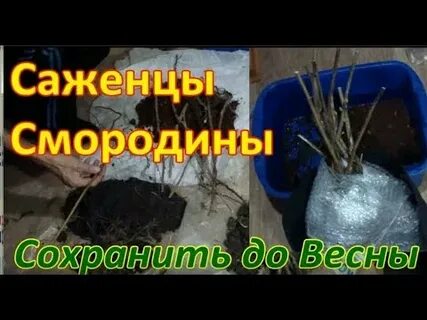 Как сохранить саженцы с осени до весны