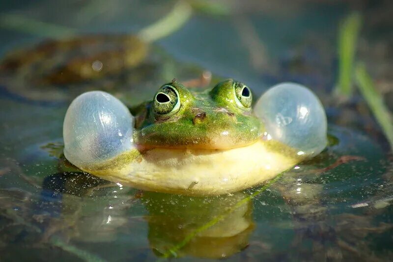 Покажи видео лягушек. Озерная лягушка. Зеленая квакушка. Обыкновенная Болотная лягушка. Лягушка-квакушка.