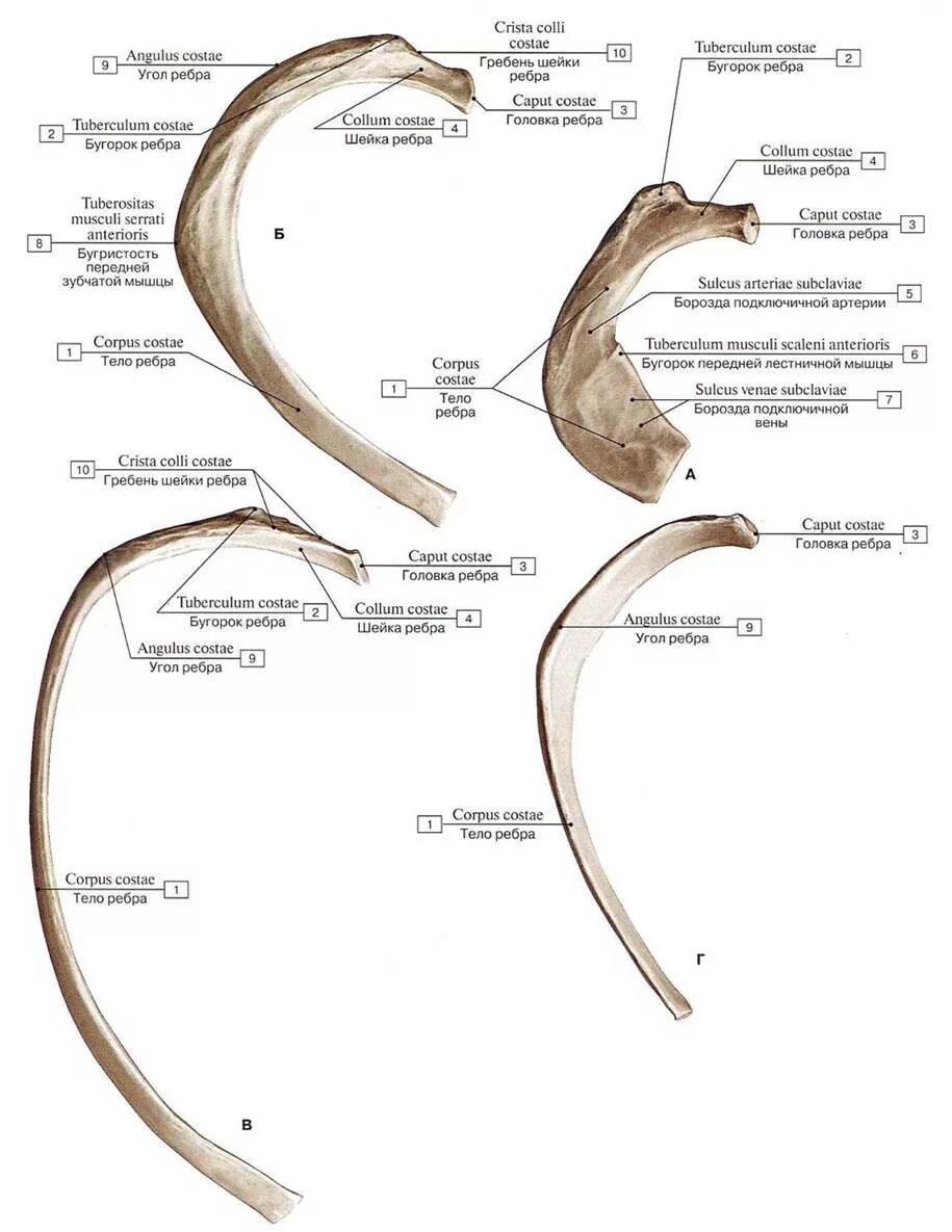 Верхний край ребра. Строение ребра анатомия. Ребро строение анатомия латынь. Ребро анатомия атлас. Строение ребра на латинском.