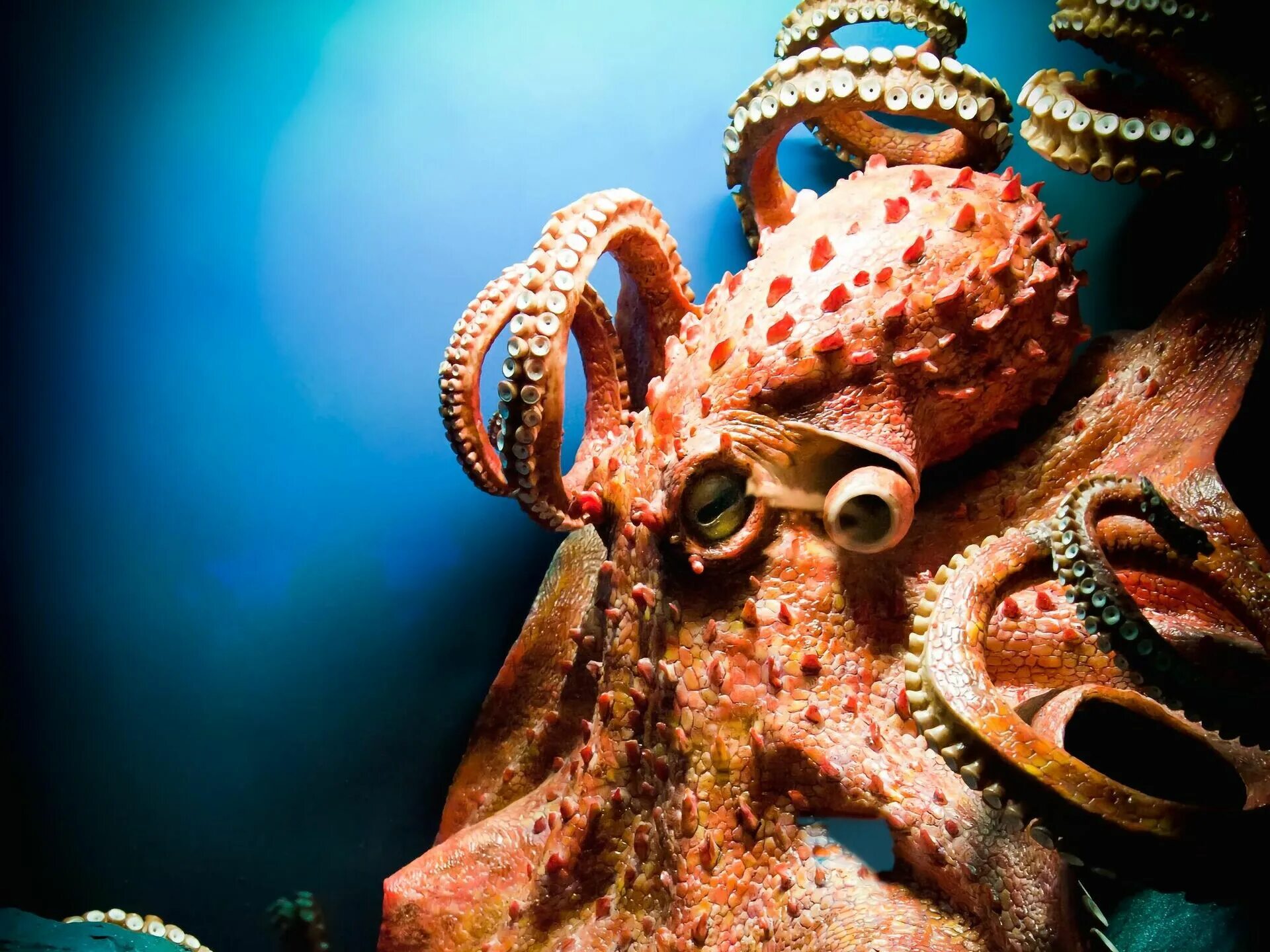 осьминог дофлейна гигантский. гигантский осьминог (криптид). осьминог кракен. осьминог octopus vulgaris. хорошо осьминогу.