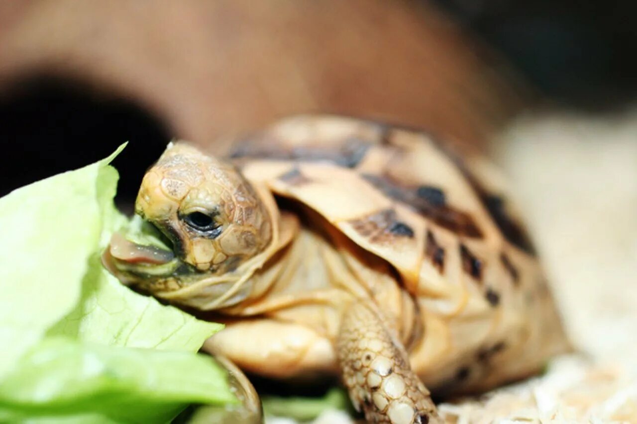 Какой тип питания характерен для среднеазиатской черепахи. Среднеазиатская черепаха. Среднеазиатская черепаха детеныш. Африканская шпороносная черепаха. Шпороносная черепаха детеныш.