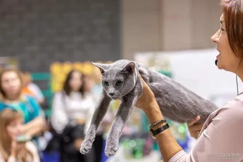 Выставка кошек бийск
