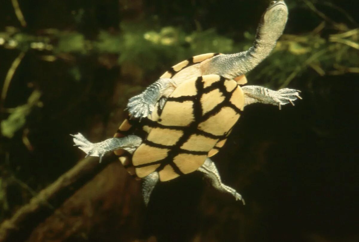 Turtle shape. Австралийская Змеиношейная черепаха. Восточная длинношеяя черепаха. Австралийские Змеиношеие черепахи.