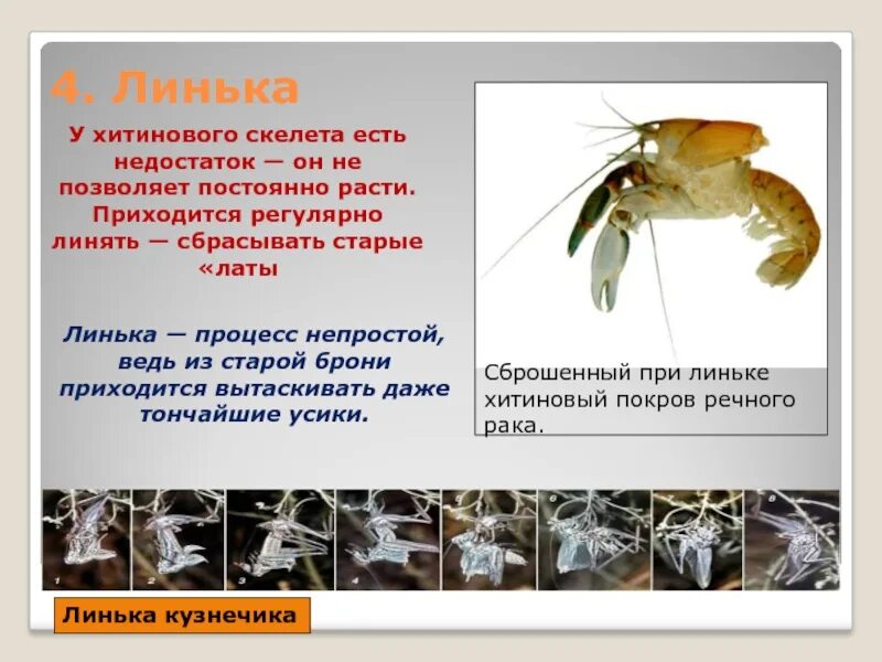 Как называется процесс линьки птиц. Нервная система ракообразных. Ящерица линяет. Процесс линьки. Членистоногие характеристика.