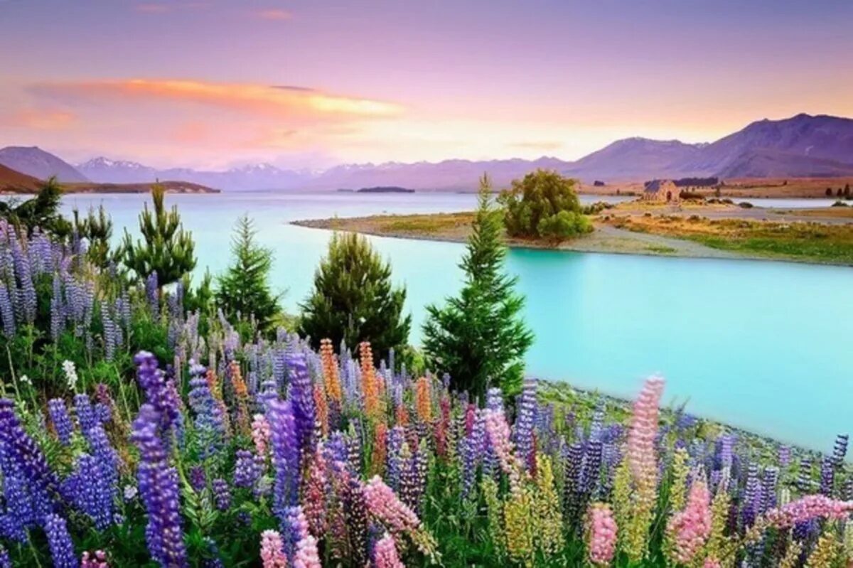 Фото картинки красивые. Озеро Текапо в новой Зеландии. Озеро Текапо (Lake Tekapo). Озеро Текапо в новой Зеландии фото. Новая Зеландия люпины.