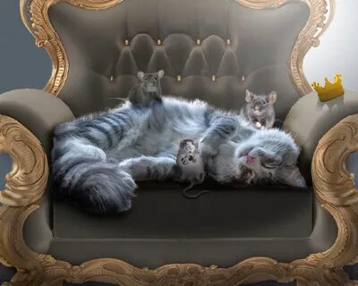 Кот гостевая