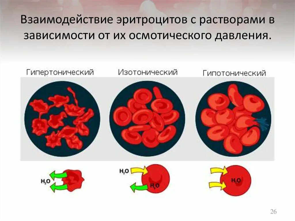 В каком растворе находится эритроцит. Изотонический гипертонический и гипотонический растворы. эритроциты в растворах разной концентрации. эритроциты в разной среде. клетка в гипертоническом растворе.