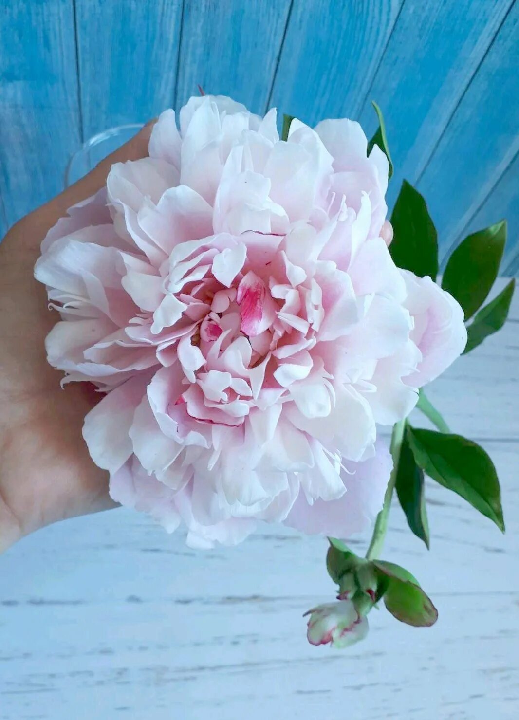 Пионы из холодного фарфора. Пионы из холодного фарфора. Пионы их холодного фарфора. Пионы из холодного фарфора. Пионы из холодного фарфора фото.