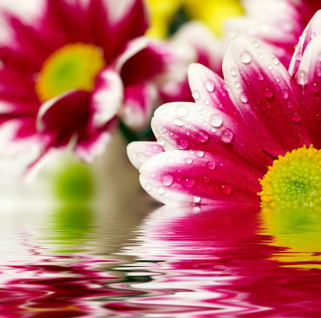 Хорошего настроения картинки красивые. Открытки хорошего дня. Пожелания удачного дня. Красивые пожелания хорошего дня. Яркие цветы в воде.