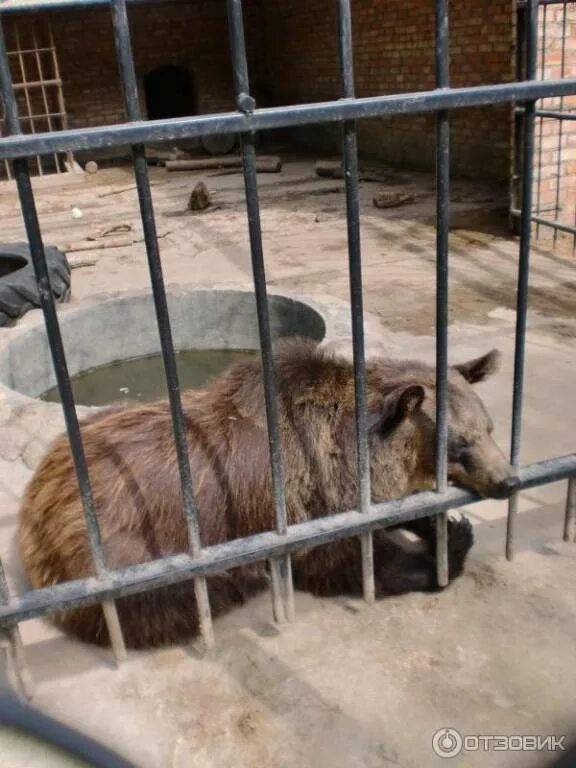 Можно ли в зоопарк по пушкинской. Экопарк Зооград Пушкинские горы. Зооград Пушкинские горы режим. Пушгоры зоопарк. Пушкинские горы зоопарк.