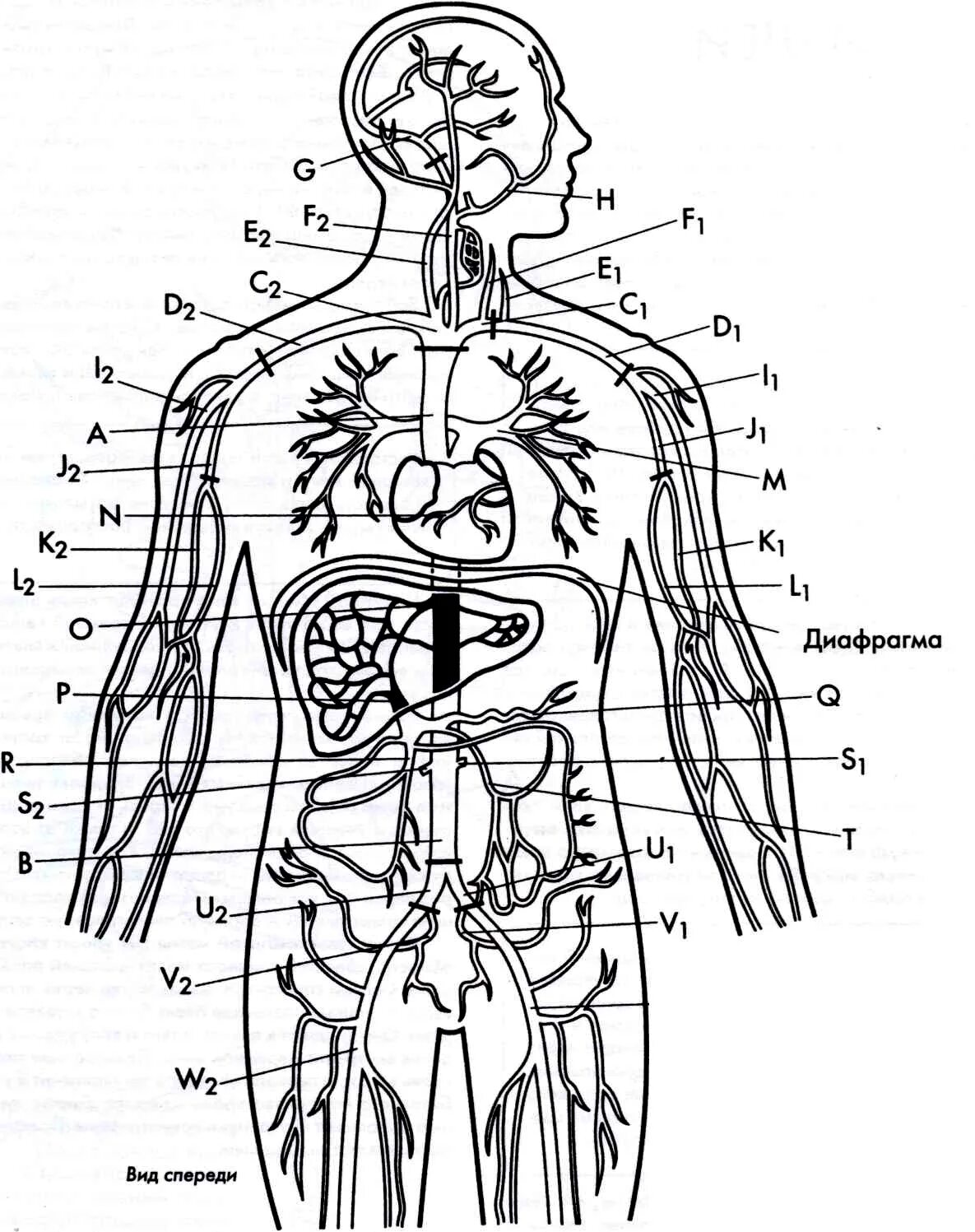 Органы человека картинка. Внутренние органы человека схема схема. Внутренняя структура человека схема расположения. Схема строения тела человека с внутренними органами. Внутренние органы человека рисунок.