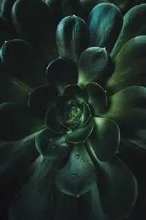 Plantum