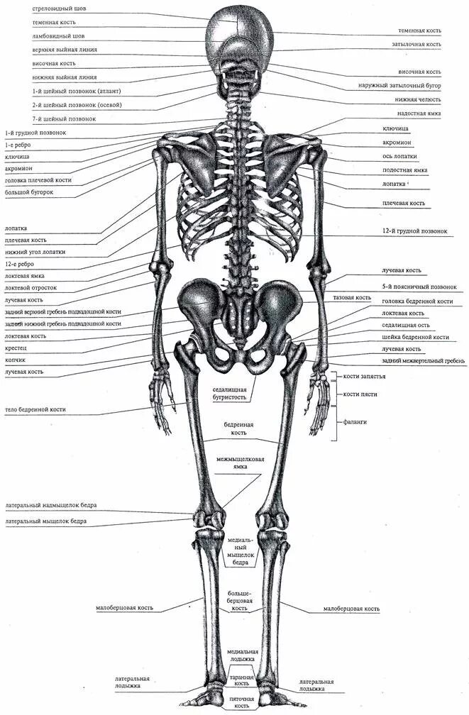 Строение скелета человека вид спереди. Скелет человека с описанием всех костей и суставов.