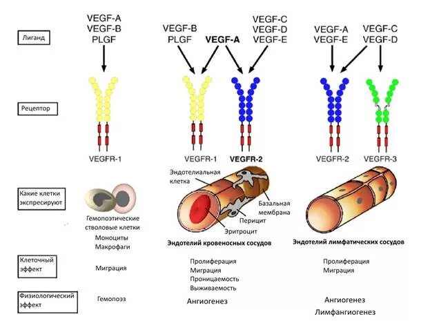 VEGF фактор роста эндотелия сосудов. Сосудистый эндотелиальный фактор роста. Ангиогенез факторы роста. Фактор роста эндотелия сосудов функции. Фактор роста результаты