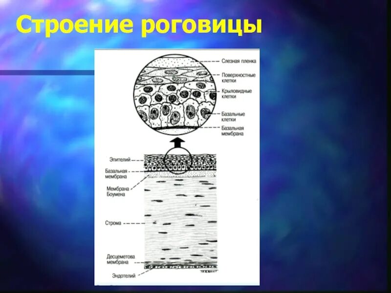 Полужидкую строму