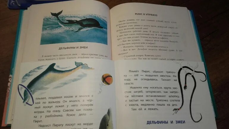 Рассказ девочка и дельфин. Девочка и дельфин с. Девочка и дельфин 1979. Дельфиний остров книга. Рассказ девочка и дельфин.