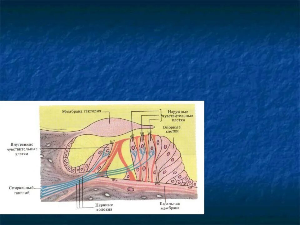 Строение внутреннего уха Кортиев орган. Внутреннее ухо Кортиев орган. Слуховой анализатор Кортиев орган. Волосковые клетки улитки внутреннего уха. Мембраны внутреннего уха