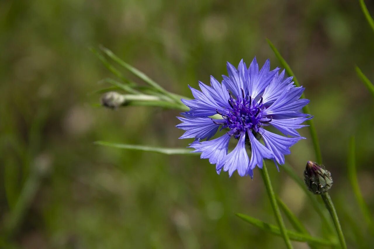 Василек трехжилковый. Василек пиндский (Centaurea pindicola). Василек Карпатский. Василёк Боровой.