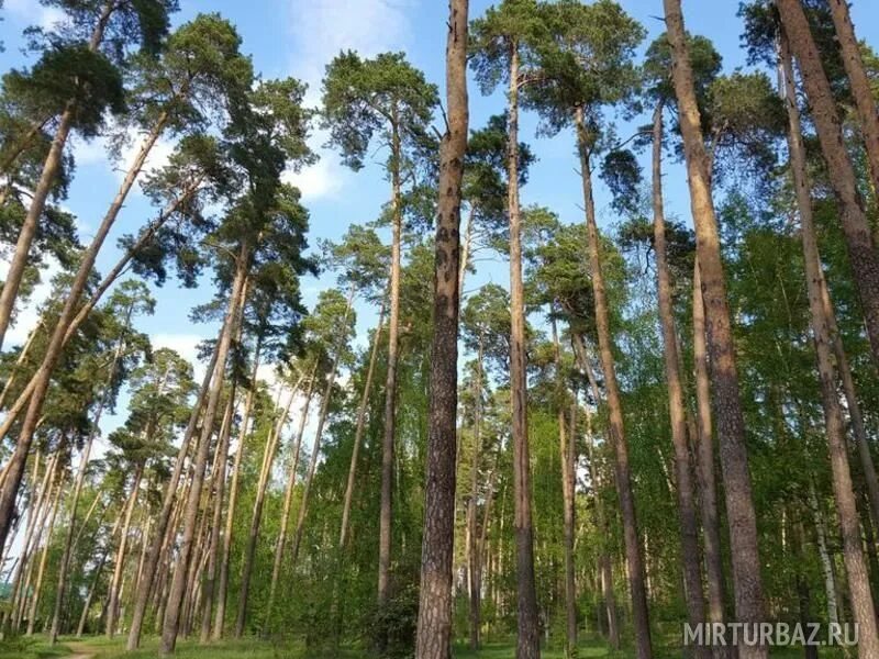 Солотча 24. Лысая гора солотча рязань. гостиница край леса солотча. солотча пляж.
