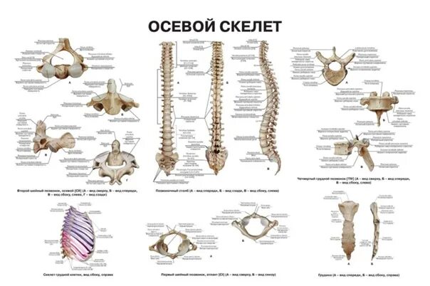 Образования осевого скелета. Осевой скелет на латыни. осевой скелет на латинском. осевой скелет анатомия латынь. отделы осевого скелета на латыни.