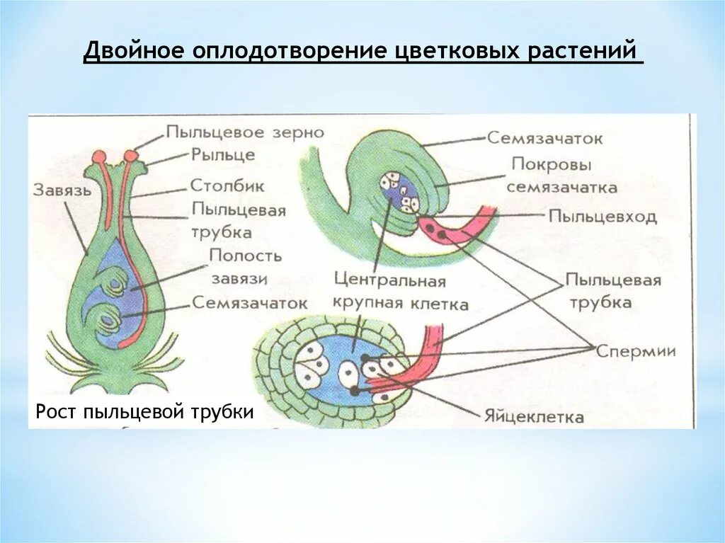 Двойное оплодотворение у цветковых. Динамическая модель двойного оплодотворения у цветковых растений. Оплодотворение у цветковых растений. Схема двойного оплодотворения у цветковых растений.