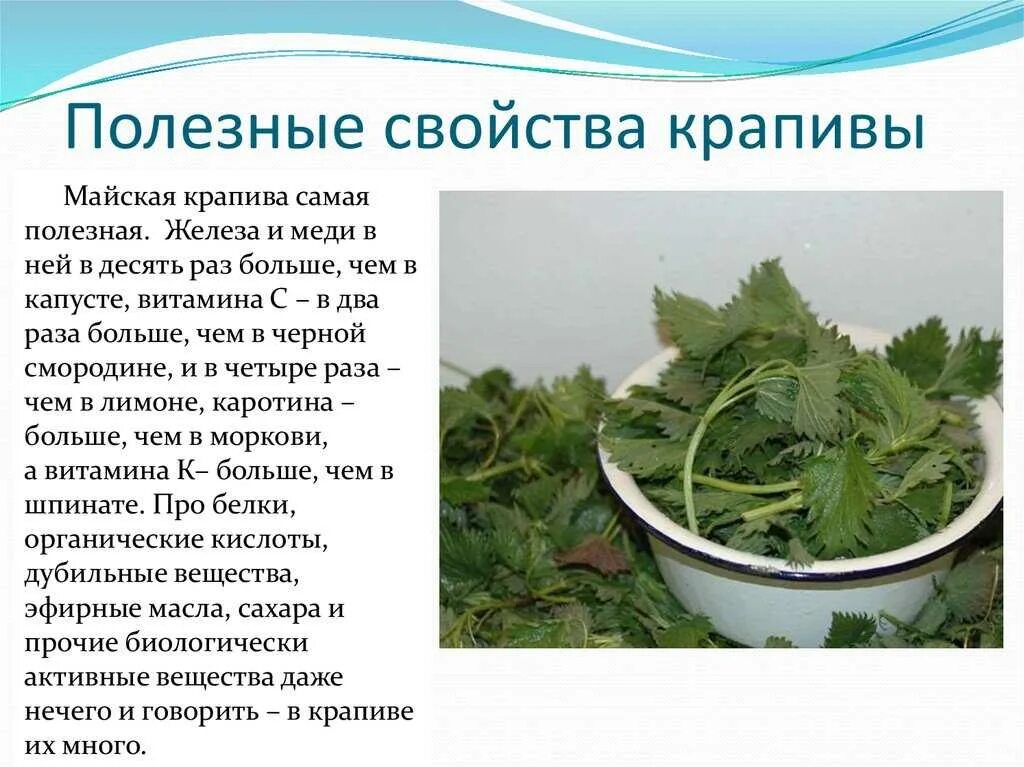 Какими свойствами обладает крапива