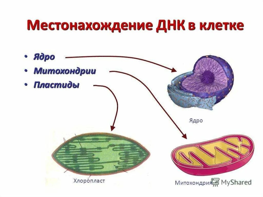 Ядро содержит хлоропласты. Строение митохондрии растительной клетки. Строение митохондрии с ДНК. Митохондрии строение и функции.