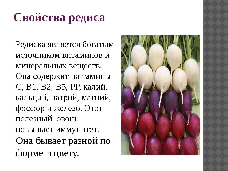 Чем полезна редиска для женщин. Редис Гром f1. Что полезного в редисе. Чем полезна редиска. Редис информация для детей.