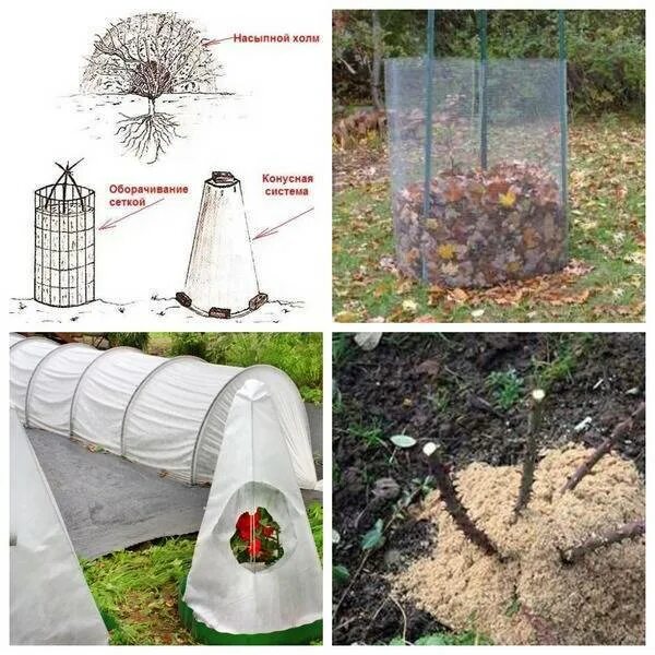 Укрытие плетистой розы на зиму в подмосковье. Зимнее укрытие для роз. Укрытие роз ольга воронова. Укрытие роз спанбондом. Укрыть розы на зиму в подмосковье.