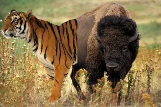 Тигр дальневосточный амурский. Тигр и зубр. Зубр тигр. Амурский (уссурийский) тигр. Ли тигр.