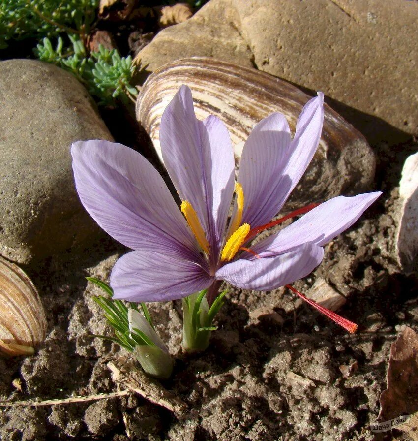 Крокус сативус. Крокус посевной. Crocus sativus корнями,. Шафран посевной