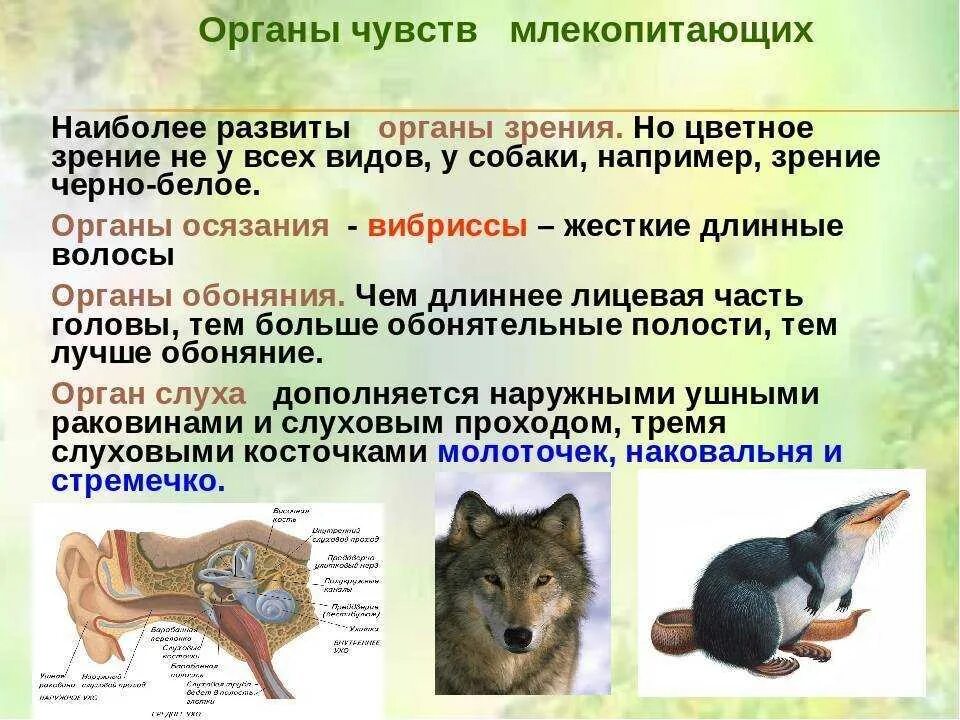 Различия птиц и млекопитающих. Органы чувств млекопитающих. Строение млекопитающих. Органы чувств млекопитающих 7 класс. Органов чувств у животных млекопитающих.