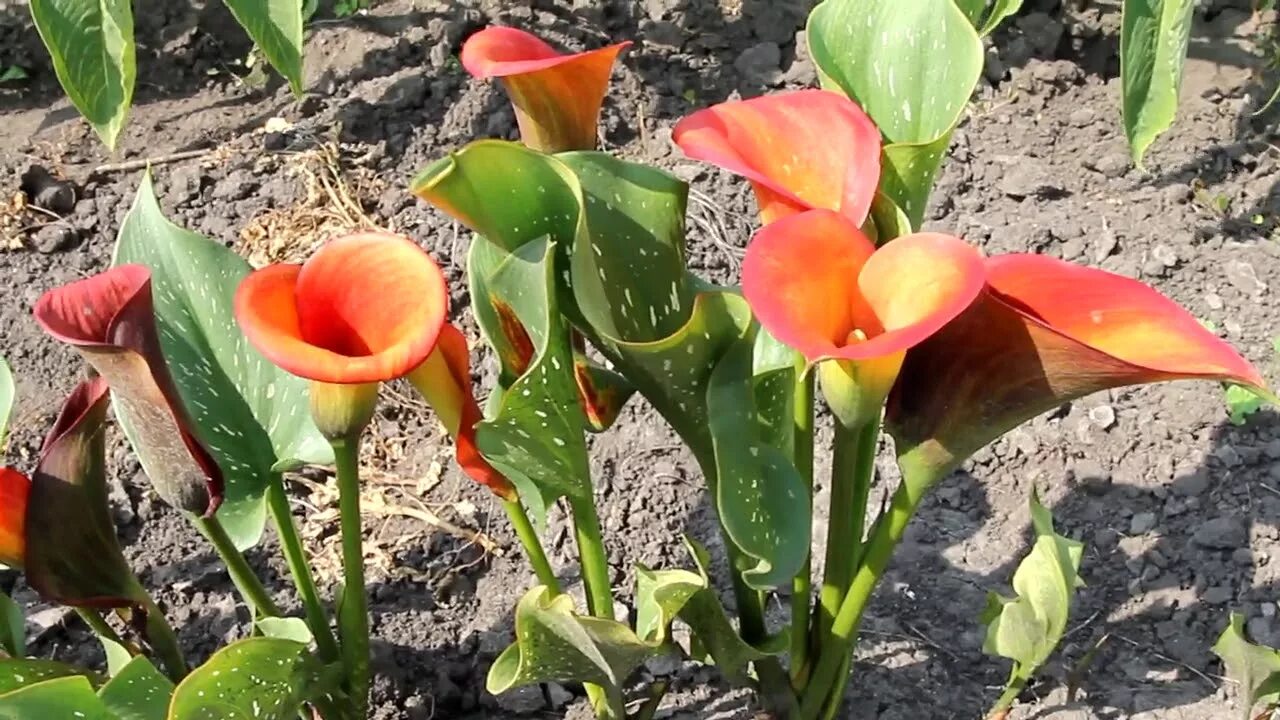 Каллы посадка и уход в открытом. Калла (zantedeschia) капитан фуэго. калла маджестик ред. каллы садовые клубневые. калла голд раш.