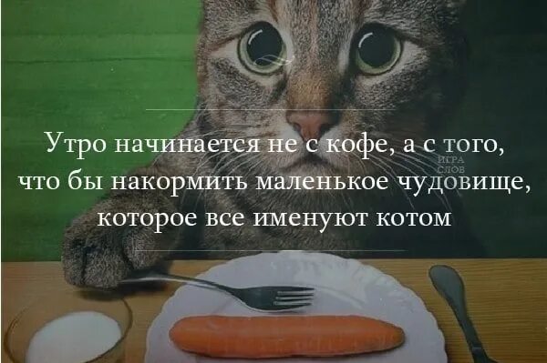 Уьрг начинается не с кофе. Утро начинается не с кофе а с кота. Утро начинается начинается с кофе. УЬР настнаеься с клрмещки кота. Наступило утро глагол