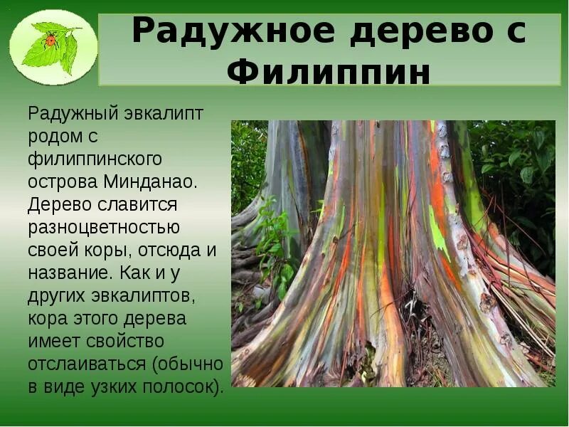 Мир растений доклад. Презентация на тему удивительные растения. интересные факты о растениях. сообщение на тему необычные растения. необычное растение доклад.
