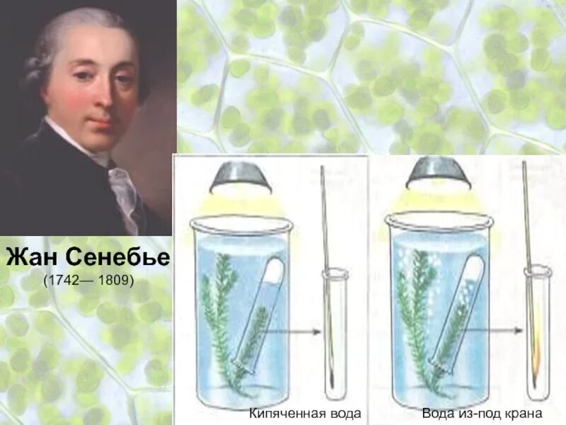 На изображенном рисунке проводится опыт экспериментатор поместил. Опыт жана сенебье по фотосинтезу.
