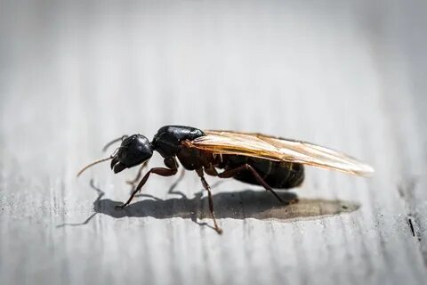 Am ant