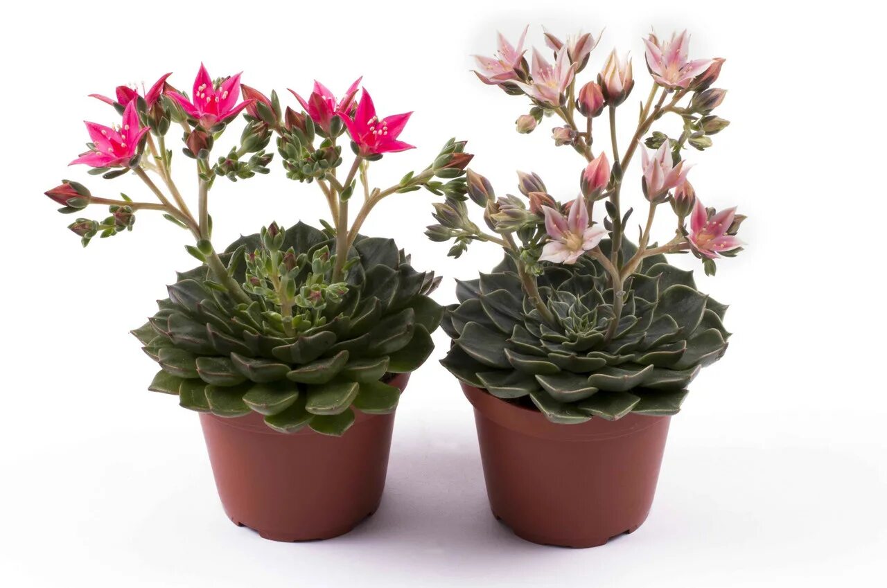 Молочай миля в горшке. Мелкие цветущие комнатные цветы. Каланхоэ каландива. Бегония вечноцветущая doublet red. Молочай миля маленький.