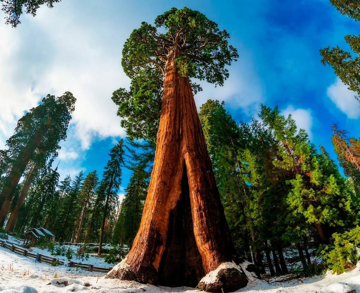 Где растет секвойя на каком. Национальный парк Секвойя Калифорния. Национальный парк Секвойя генерал Шерман. Секвойядендрон гигантский Мамонтово дерево. Секвойя Мамонтовое дерево.