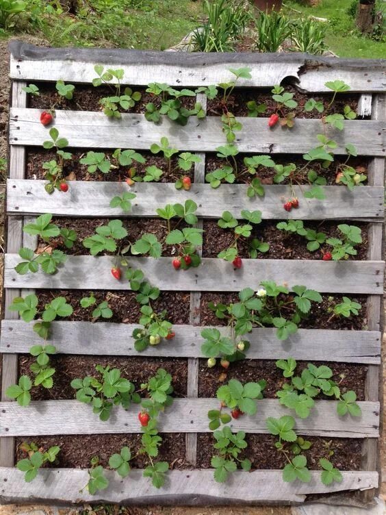 Marburger Orchard in Fredericksburg, TX. Pick your own strawberries, blackberrie