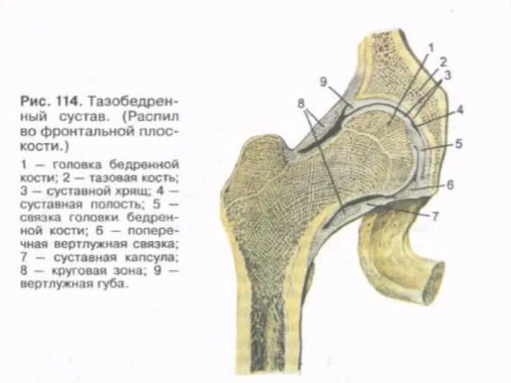 Связка головки. Связки тазобедренного сустава анатомия. Тазобедренный сустав строение анатомия связки. Тазобедренный сустав распил во фронтальной плоскости. Связка головки бедренной кости анатомия.